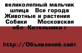 великолепный мальчик шпица - Все города Животные и растения » Собаки   . Московская обл.,Котельники г.